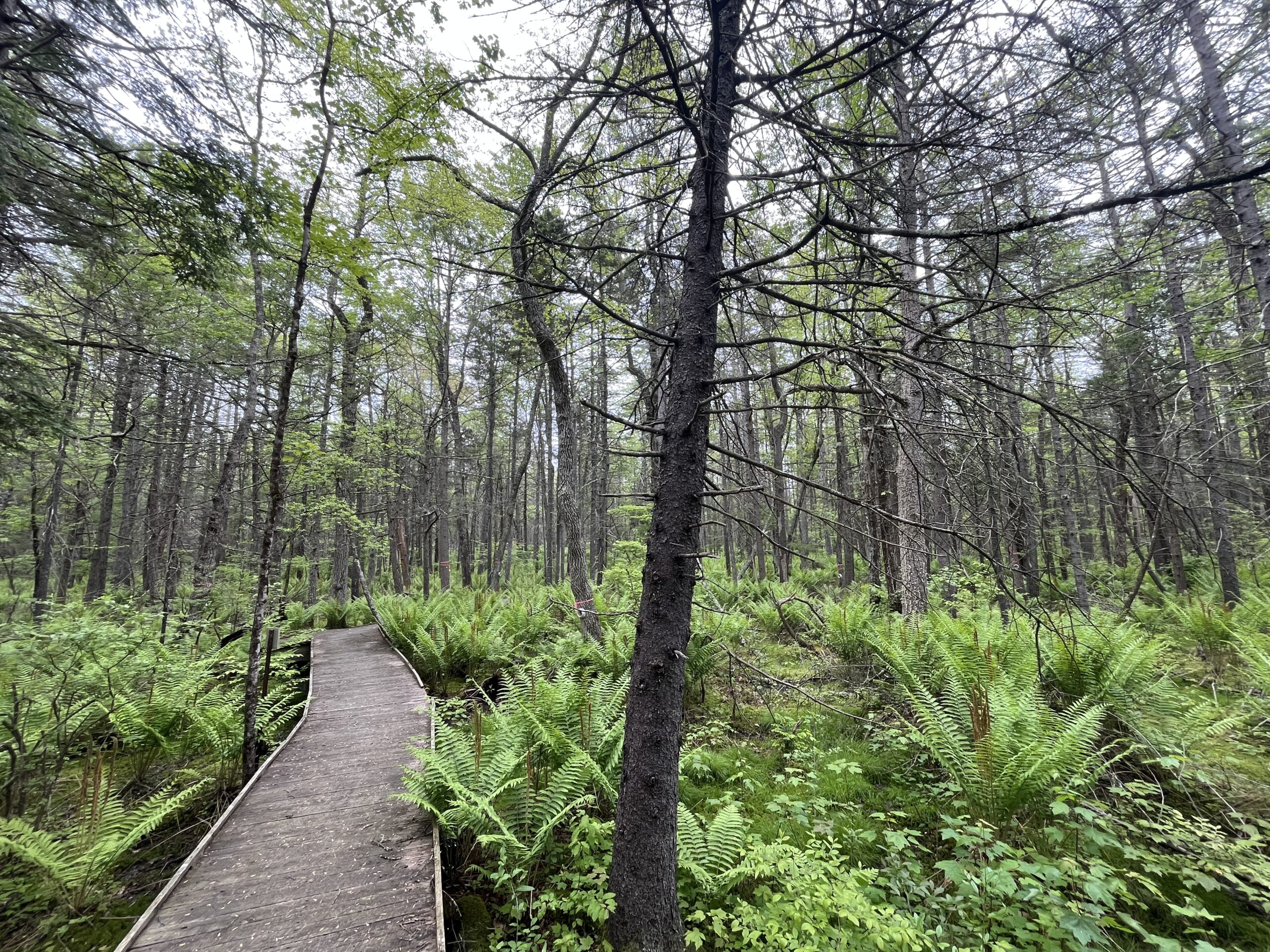 Research Experience for Teachers Program Matches K-12 Educators with Climate Scientists at Harvard Forest